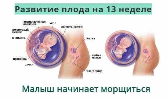 Восьмая неделя: физические изменения у будущей мамы